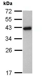 Western blot - Anti-67kDa Laminin Receptor antibody (AB137388)