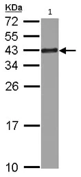 Western blot - Anti-67kDa Laminin Receptor antibody (AB137388)