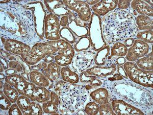 Immunohistochemistry (Formalin/PFA-fixed paraffin-embedded sections) - Anti-67kDa Laminin Receptor antibody [EPR8468] - BSA and Azide free (AB248653), expandable thumbnail