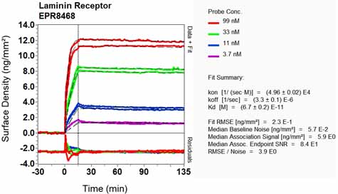 OI-RD Scanning - Anti-67kDa Laminin Receptor antibody [EPR8468] - BSA and Azide free (AB248653), expandable thumbnail