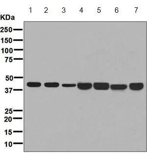 Western blot - Anti-67kDa Laminin Receptor antibody [EPR8469] (AB133645)