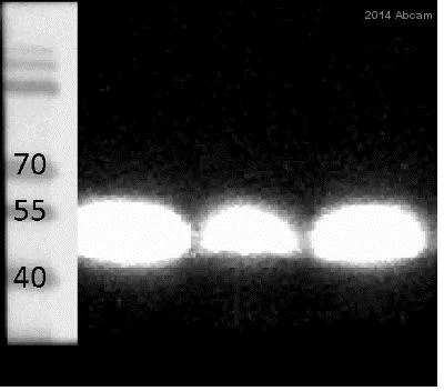Western blot - Anti-67kDa Laminin Receptor antibody [EPR8469] (AB133645)