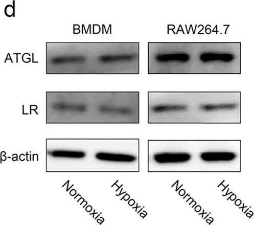 Western blot - Anti-67kDa Laminin Receptor antibody [EPR8469] (AB133645)