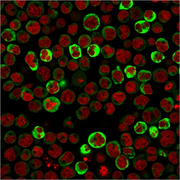Immunocytochemistry/ Immunofluorescence - Anti-67kDa Laminin Receptor antibody [RPSA/2699] (ab268079), expandable thumbnail