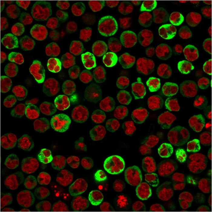 Immunocytochemistry/ Immunofluorescence - Anti-67kDa Laminin Receptor antibody [RPSA/2699] (AB268079)