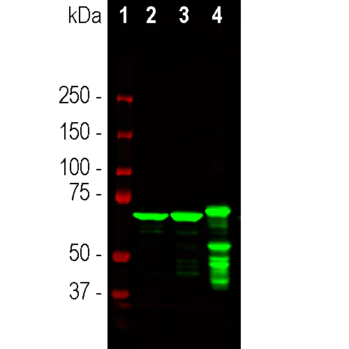 Western blot - Anti-68kDa Neurofilament/NF-L antibody [1B11] (AB315188)