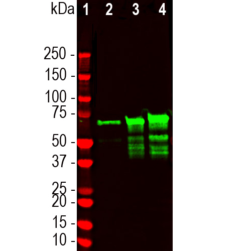 Western blot - Anti-68kDa Neurofilament/NF-L antibody [6H63] (AB315187), expandable thumbnail