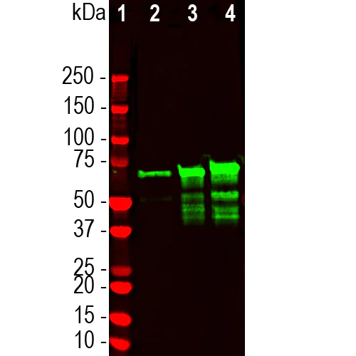 Western blot - Anti-68kDa Neurofilament/NF-L antibody [6H63] (AB315187)