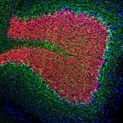 Immunohistochemistry - Anti-68kDa Neurofilament/NF-L antibody (AB24520)
