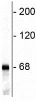 Western blot - Anti-68kDa Neurofilament/NF-L antibody (AB72997)
