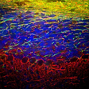 Immunohistochemistry - Free Floating - Anti-68kDa Neurofilament/NF-L antibody (AB9035)