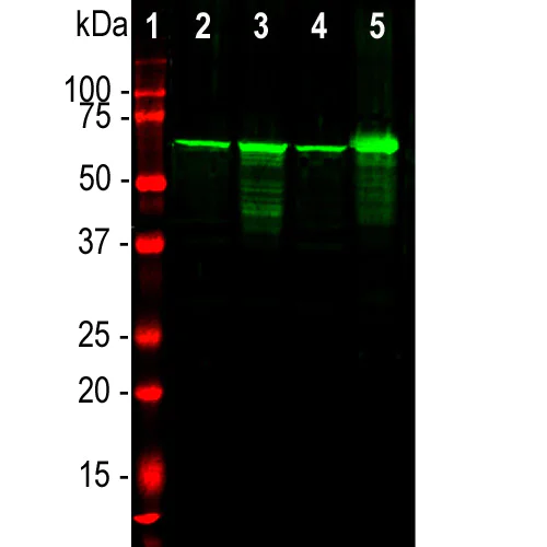 Western blot - Anti-68kDa Neurofilament/NF-L antibody (AB9035)