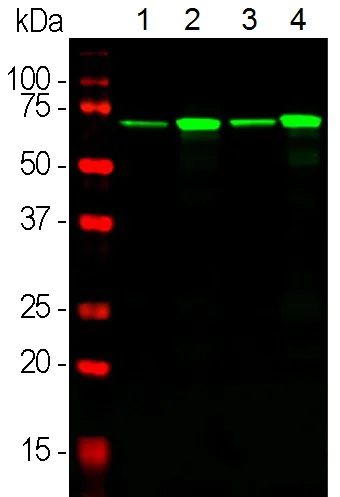 Western blot - Anti-68kDa Neurofilament/NF-L antibody [DA2] (AB7255)