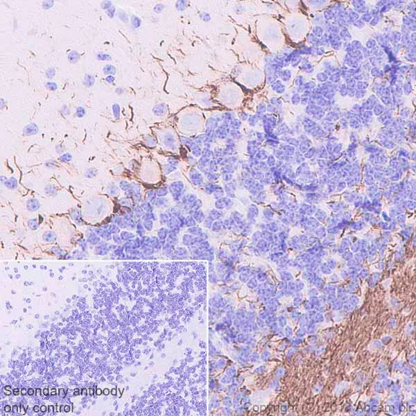 Immunohistochemistry (Formalin/PFA-fixed paraffin-embedded sections) - Anti-68kDa Neurofilament/NF-L antibody [EPR22035-112] (AB223343)