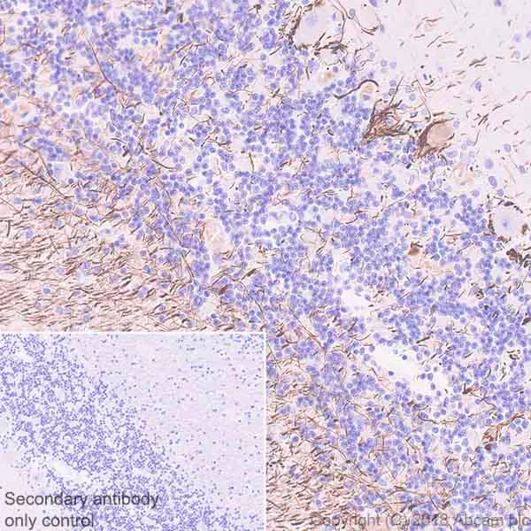 Immunohistochemistry (Formalin/PFA-fixed paraffin-embedded sections) - Anti-68kDa Neurofilament/NF-L antibody [EPR22035-112] (AB223343)