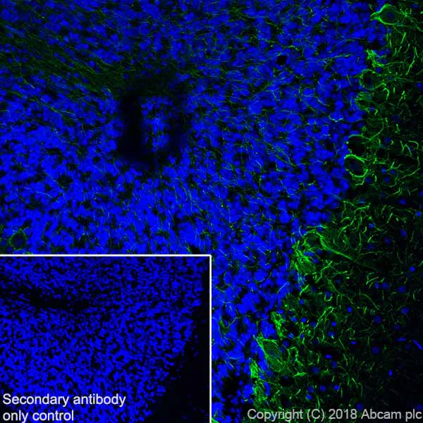 Immunohistochemistry (Frozen sections) - Anti-68kDa Neurofilament/NF-L antibody [EPR22035-112] (AB223343)