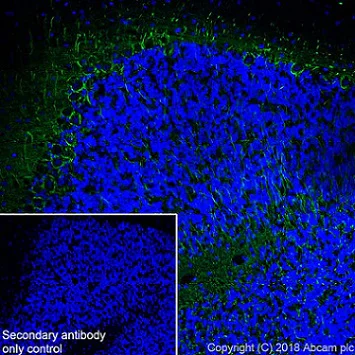 Immunohistochemistry (Frozen sections) - Anti-68kDa Neurofilament/NF-L antibody [EPR22035-112] (AB223343)