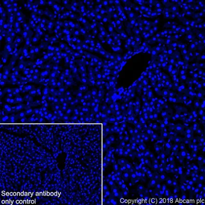 Immunohistochemistry (Frozen sections) - Anti-68kDa Neurofilament/NF-L antibody [EPR22035-112] (AB223343)