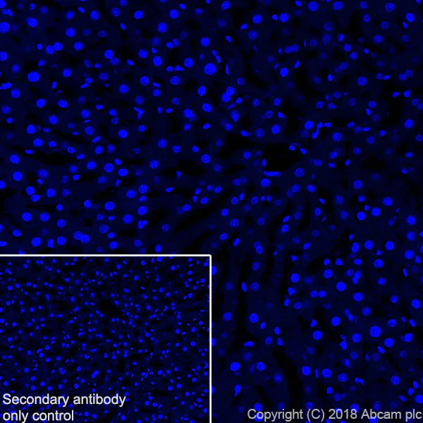 Immunohistochemistry (Frozen sections) - Anti-68kDa Neurofilament/NF-L antibody [EPR22035-112] (AB223343)