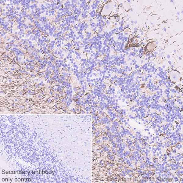 Immunohistochemistry (Formalin/PFA-fixed paraffin-embedded sections) - Anti-68kDa Neurofilament/NF-L antibody [EPR22035-112] - BSA and Azide free (ab238420), expandable thumbnail