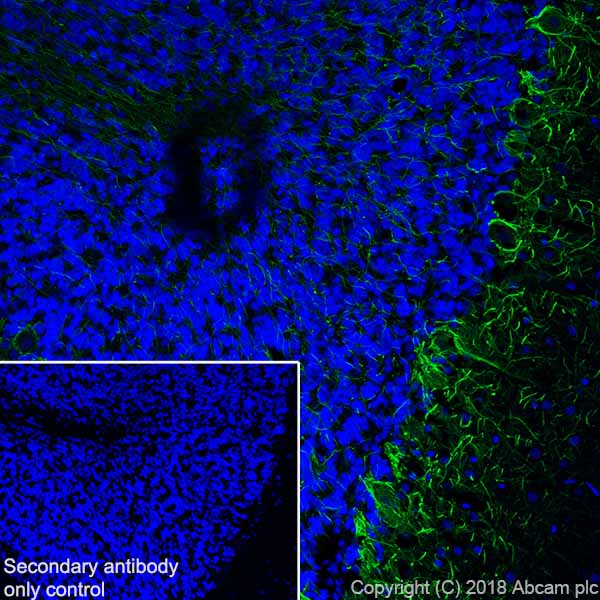 Immunohistochemistry (Frozen sections) - Anti-68kDa Neurofilament/NF-L antibody [EPR22035-112] - BSA and Azide free (AB238420), expandable thumbnail