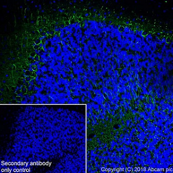 Immunohistochemistry (Frozen sections) - Anti-68kDa Neurofilament/NF-L antibody [EPR22035-112] - BSA and Azide free (AB238420), expandable thumbnail