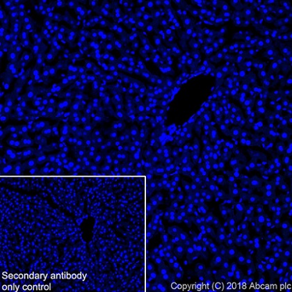 Immunohistochemistry (Frozen sections) - Anti-68kDa Neurofilament/NF-L antibody [EPR22035-112] - BSA and Azide free (ab238420), expandable thumbnail