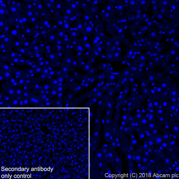 Immunohistochemistry (Frozen sections) - Anti-68kDa Neurofilament/NF-L antibody [EPR22035-112] - BSA and Azide free (ab238420), expandable thumbnail