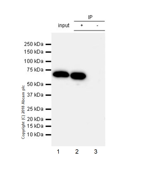 Immunoprecipitation - Anti-68kDa Neurofilament/NF-L antibody [EPR22035-112] - BSA and Azide free (AB238420), expandable thumbnail