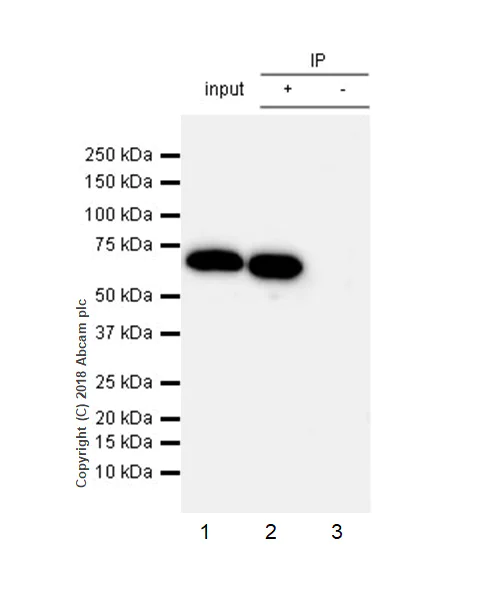 Immunoprecipitation - Anti-68kDa Neurofilament/NF-L antibody [EPR22035-112] - BSA and Azide free (AB238420)