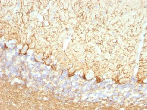 Immunohistochemistry (Formalin/PFA-fixed paraffin-embedded sections) - Anti-68kDa Neurofilament/NF-L antibody [NFL/736] - BSA and Azide free (AB216029)