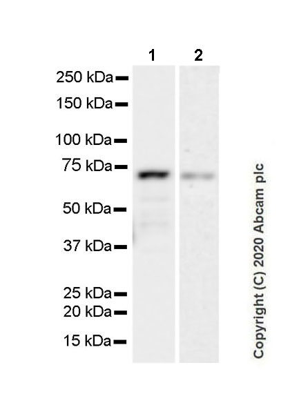 Western blot - Anti-68kDa Neurofilament/NF-L antibody [Nfl21] (AB273441), expandable thumbnail