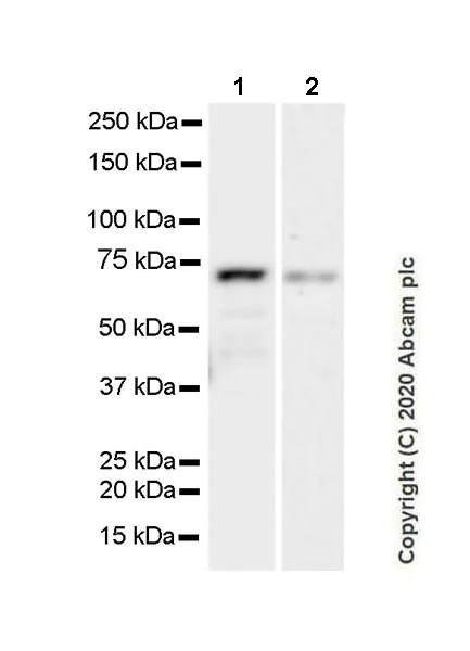 Western blot - Anti-68kDa Neurofilament/NF-L antibody [Nfl21] - BSA and Azide free (AB273479)