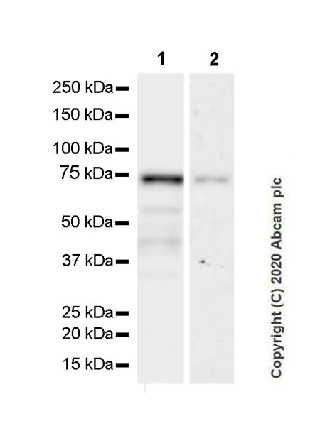 Western blot - Anti-68kDa Neurofilament/NF-L antibody [NfL23] - BSA and Azide free (AB273480)