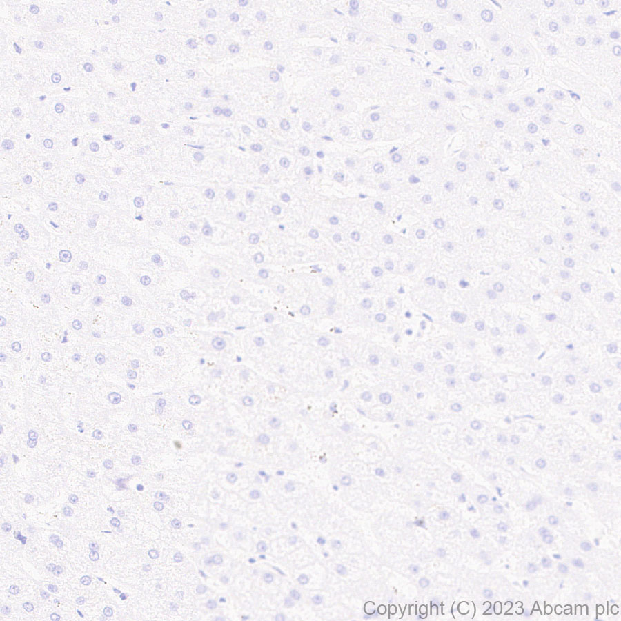 Immunohistochemistry (Formalin/PFA-fixed paraffin-embedded sections) - Anti-68kDa Neurofilament/NF-L (C-term) antibody [EPR28784-63] (AB315814), expandable thumbnail