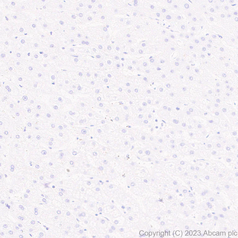 Immunohistochemistry (Formalin/PFA-fixed paraffin-embedded sections) - Anti-68kDa Neurofilament/NF-L (C-term) antibody [EPR28784-63] - BSA and Azide free (AB315815)