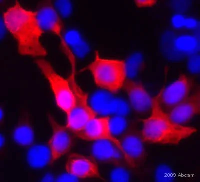 Immunocytochemistry/ Immunofluorescence - Anti-6X His tag® antibody [4D11] (AB5000)