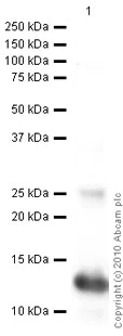 Western blot - Anti-6X His tag® antibody [4D11] (AB5000)