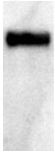 Western blot - Anti-6X His tag® antibody (AB134024), expandable thumbnail