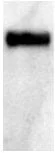 Western blot - Anti-6X His tag® antibody (AB134024)