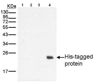 Western blot - Anti-6X His tag® antibody (AB137839)