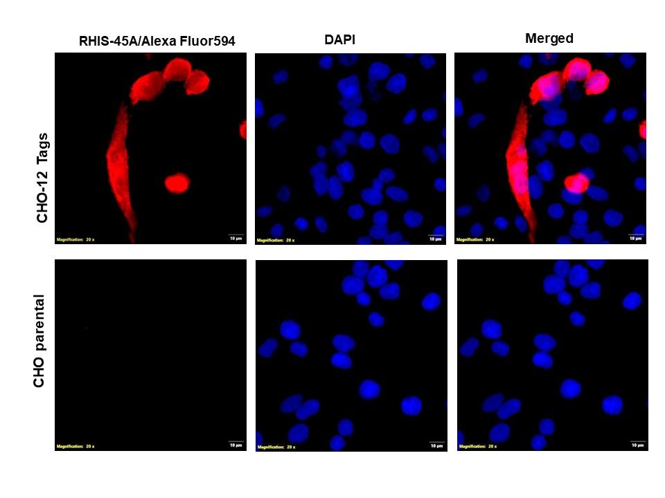 Immunocytochemistry/ Immunofluorescence - Anti-6X His tag® antibody (ab9108), expandable thumbnail