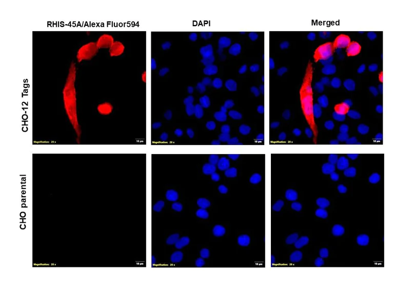 Immunocytochemistry/ Immunofluorescence - Anti-6X His tag® antibody (AB9108)
