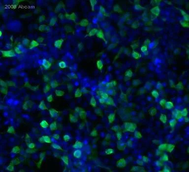 Immunocytochemistry/ Immunofluorescence - Anti-6X His tag® antibody (AB9108)