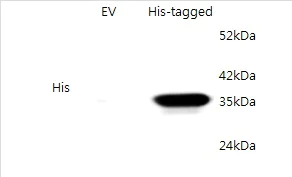 Western blot - Anti-6X His tag® antibody (AB9108)