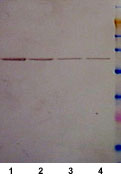 Western blot - Anti-6X His tag® antibody (AB9108), expandable thumbnail