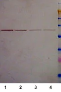 Western blot - Anti-6X His tag® antibody (AB9108)
