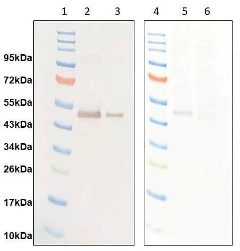 Western blot - Anti-6X His tag® antibody (AB9108)