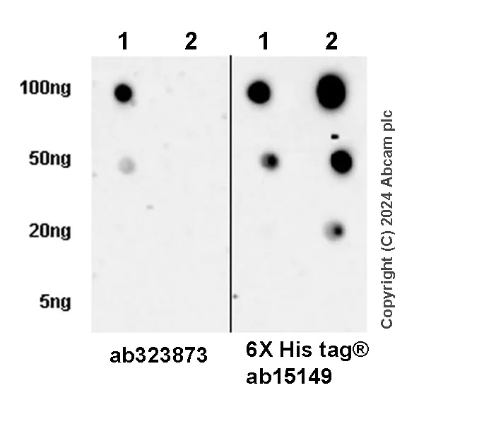 Dot Blot - Anti-6X His tag® antibody [AD1.1.10] (AB15149)