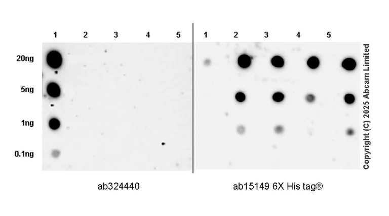 Dot Blot - Anti-6X His tag® antibody [AD1.1.10] (AB15149)